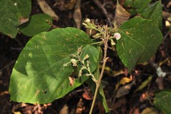 Flemingia paniculata